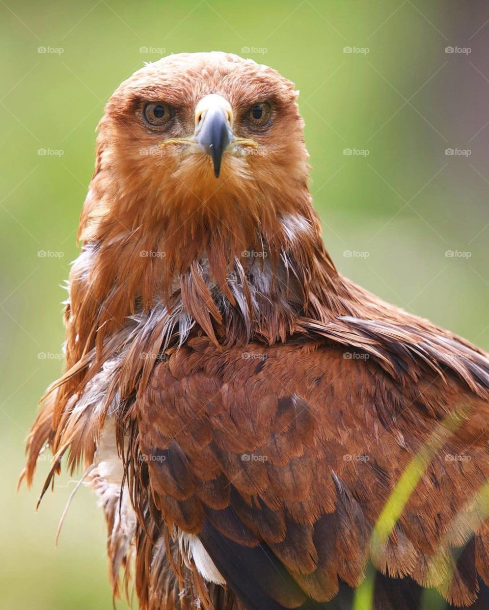 Tawny Eagle