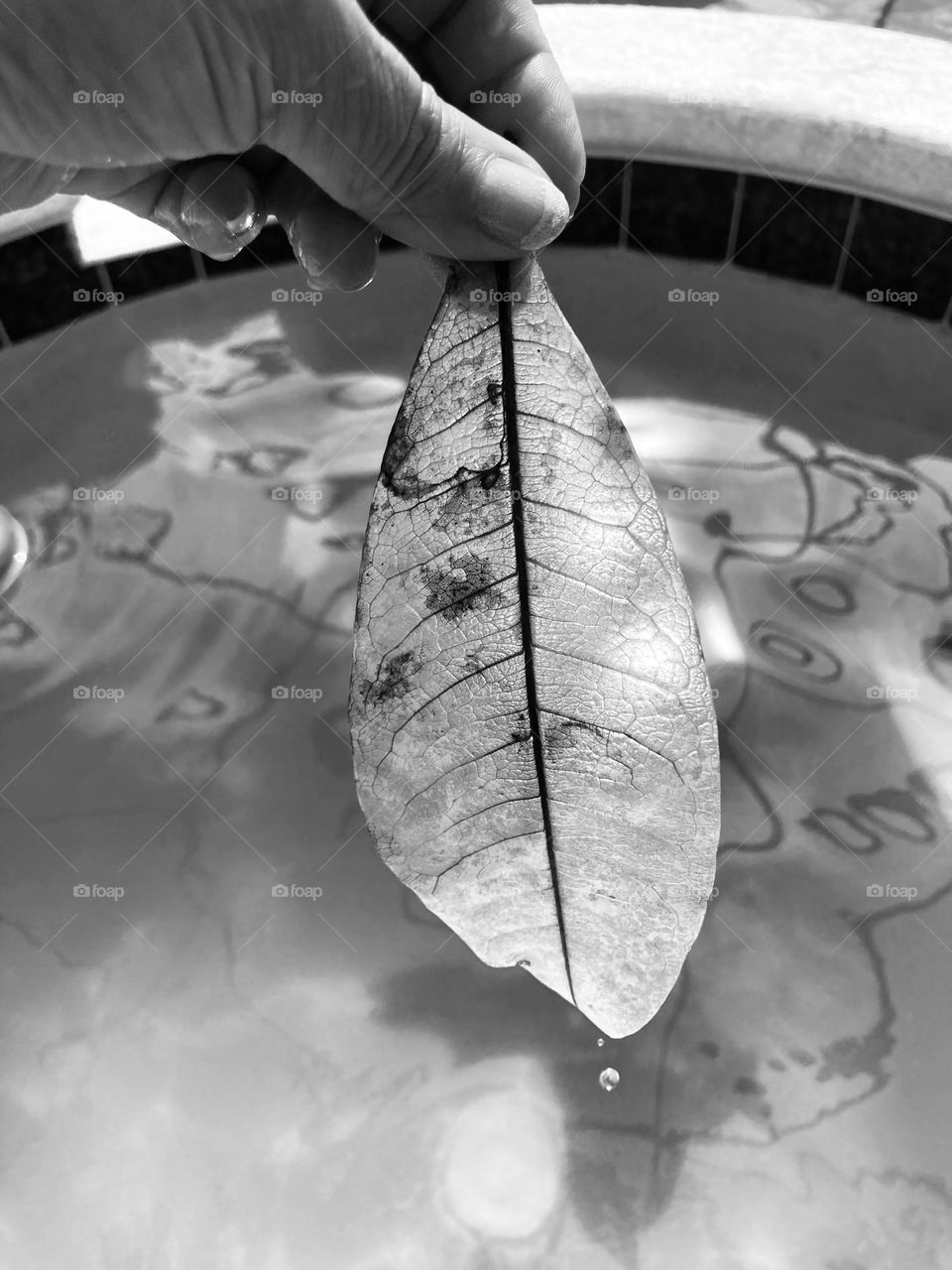 Beautiful bleached leaf