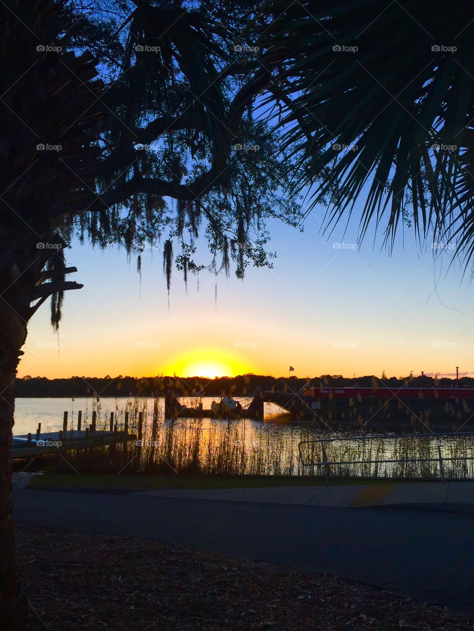 Silhouette of trees near lake during sunset 