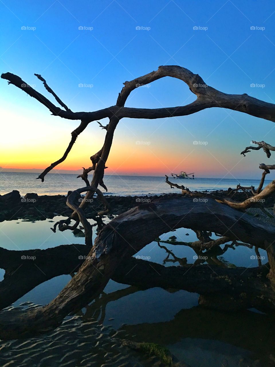 Tree, Landscape, Water, No Person, Sea