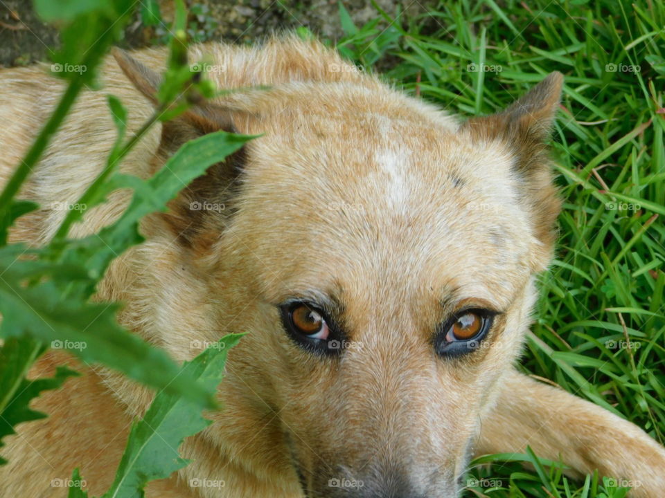 brown eyed stray dog staring at lens surrounded by leaves and grass