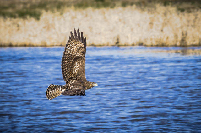 bird in flight