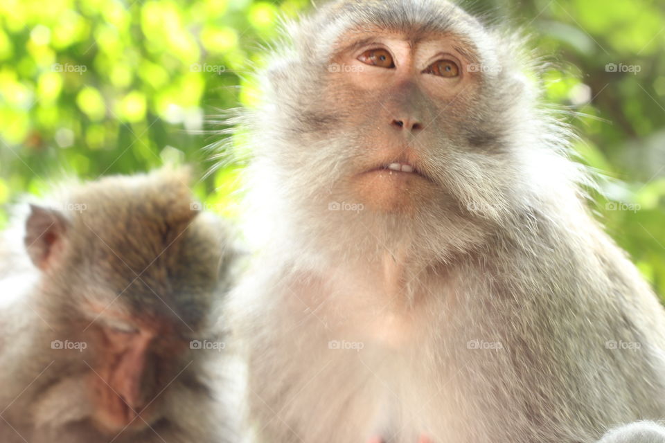 Monkeys of The Ubud temple. . A close up of a monkey in Ubud Bali using my 50mm lens. 