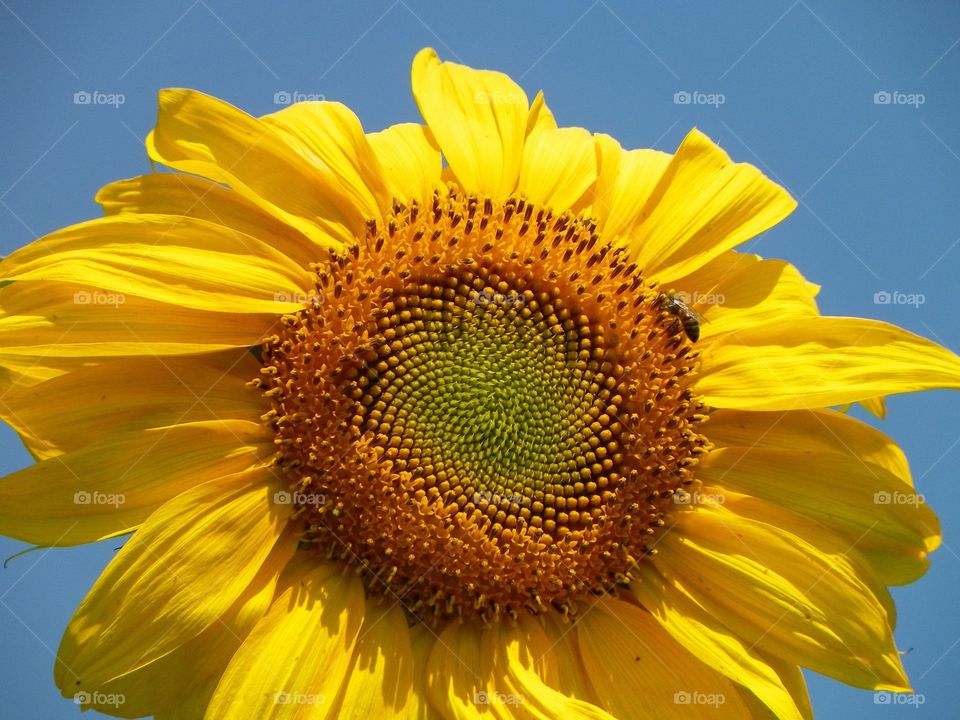 Sunflower 