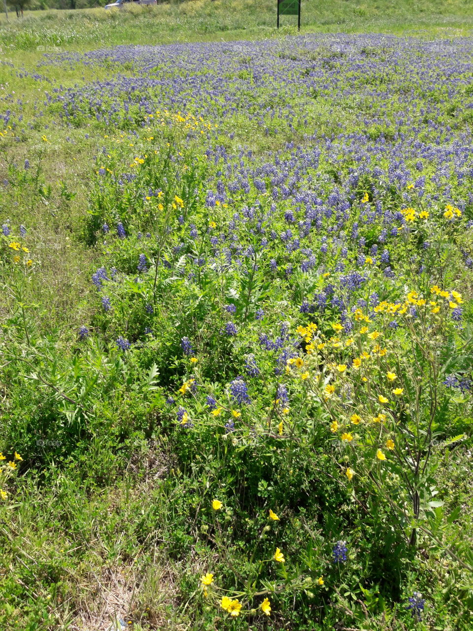 Texas Bluebonnets.Brenham, TX.