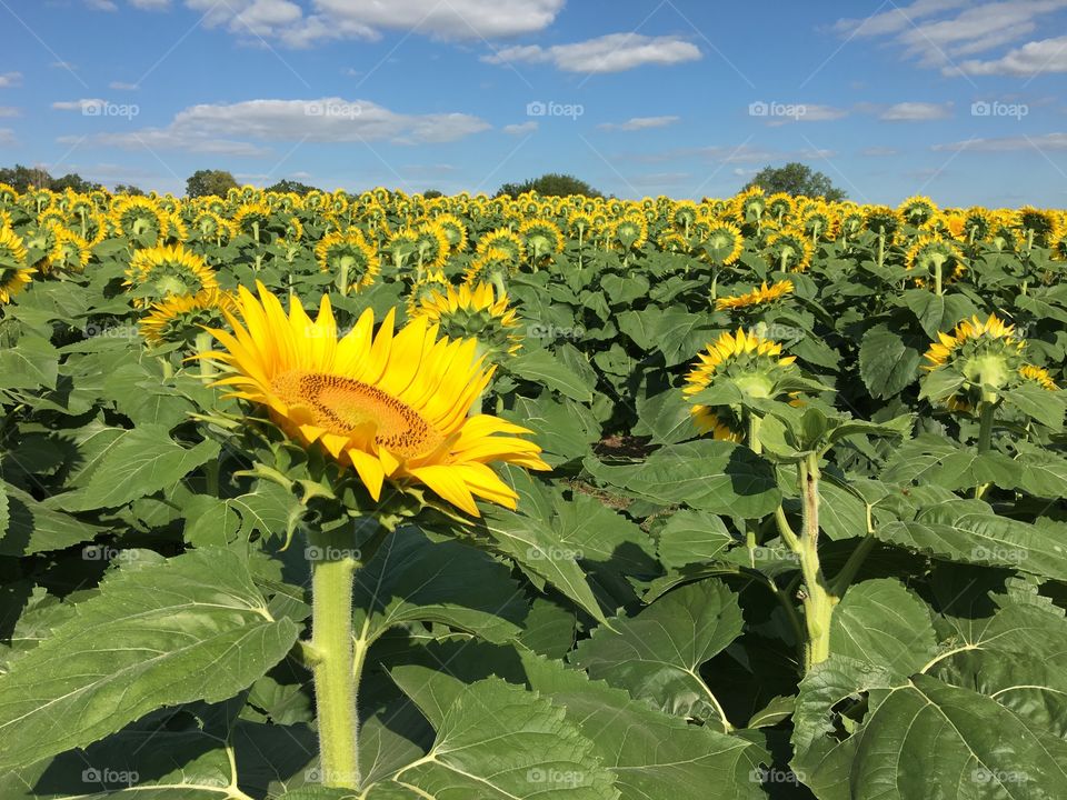 Sunflowers 