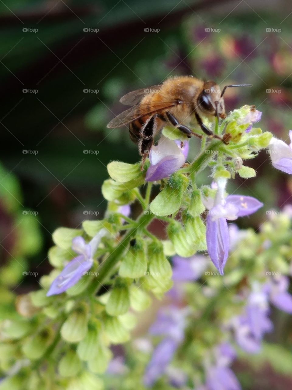 abelhas e a polinização