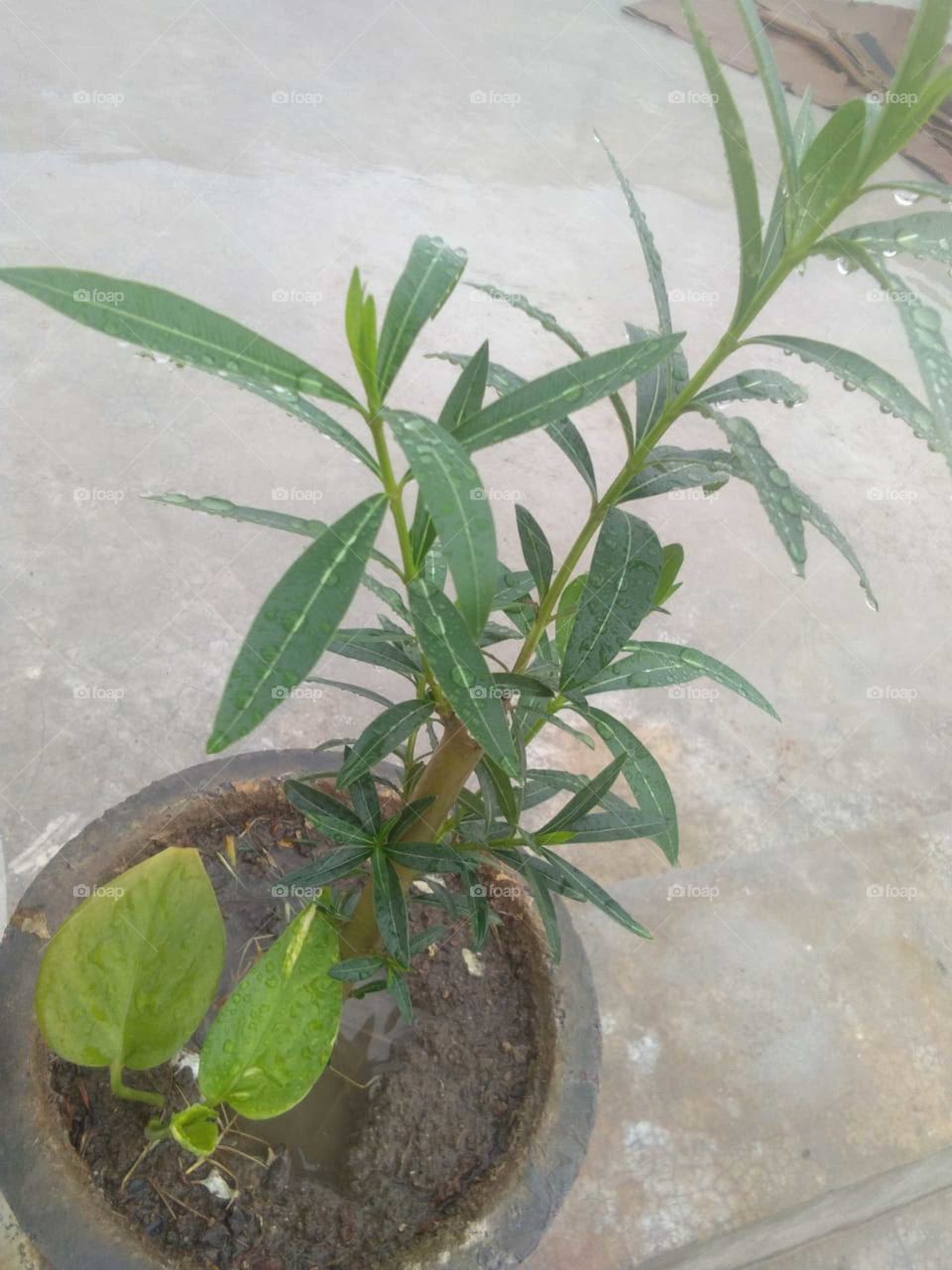 counting raindrops while expecting.......