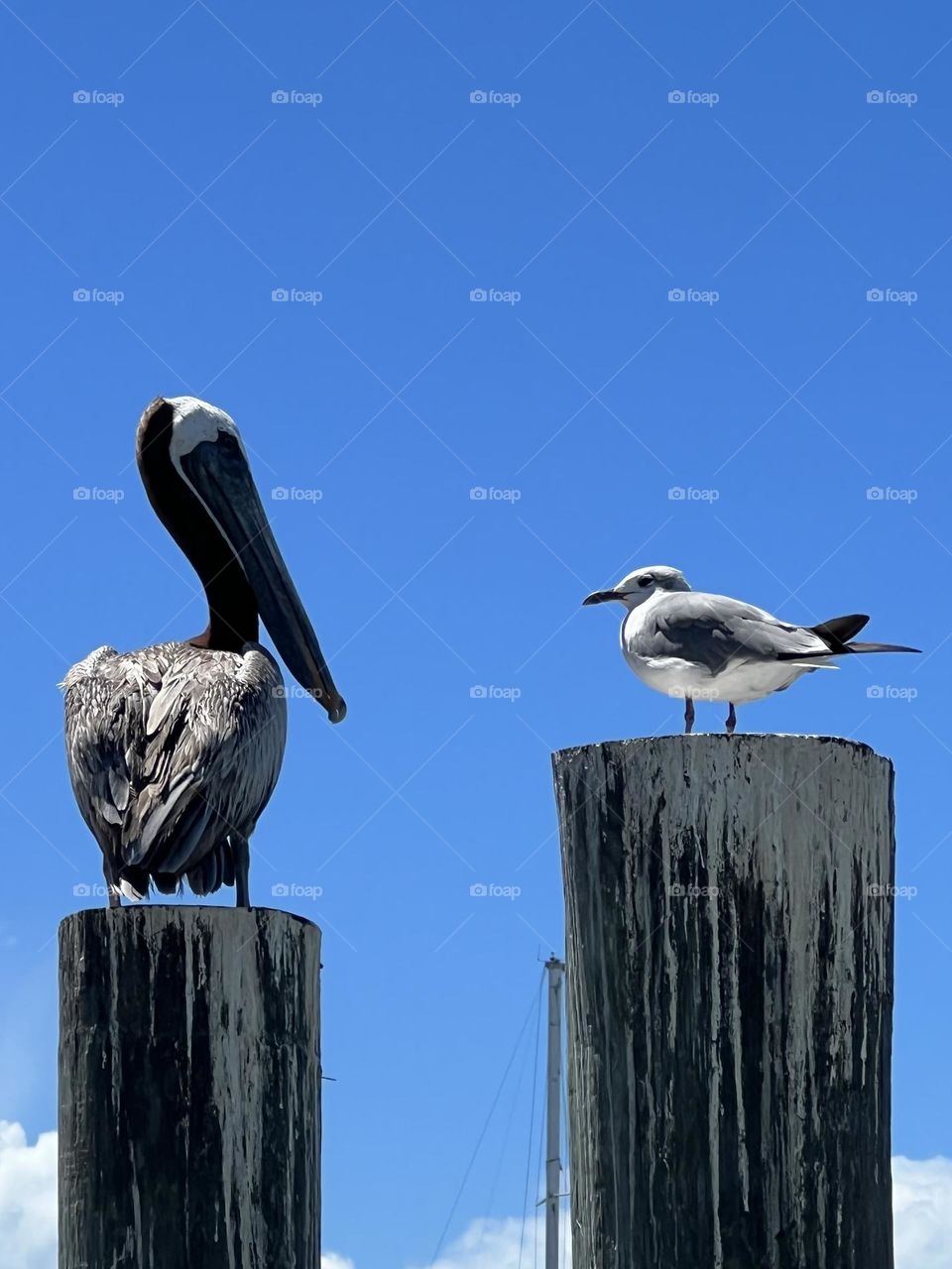 Bird watching mission. Bird watching bird!! A brown pelican and a seagull having a conversation on a warm Texas day. 