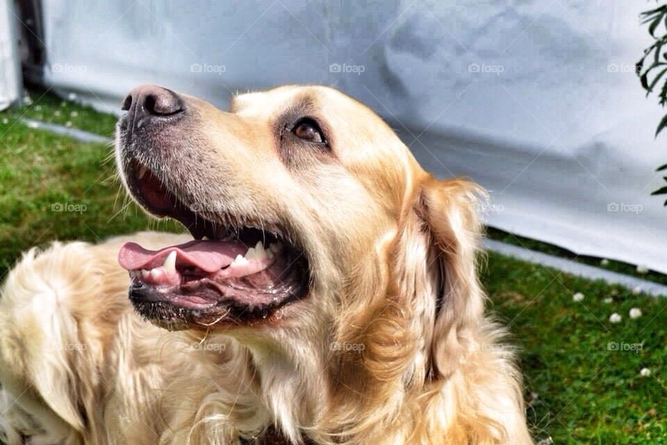 Nocas - Golden Retriever