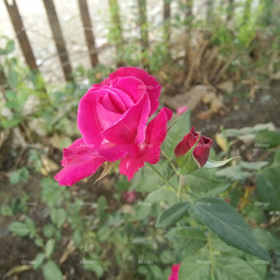 Awesome Beutiful flower
