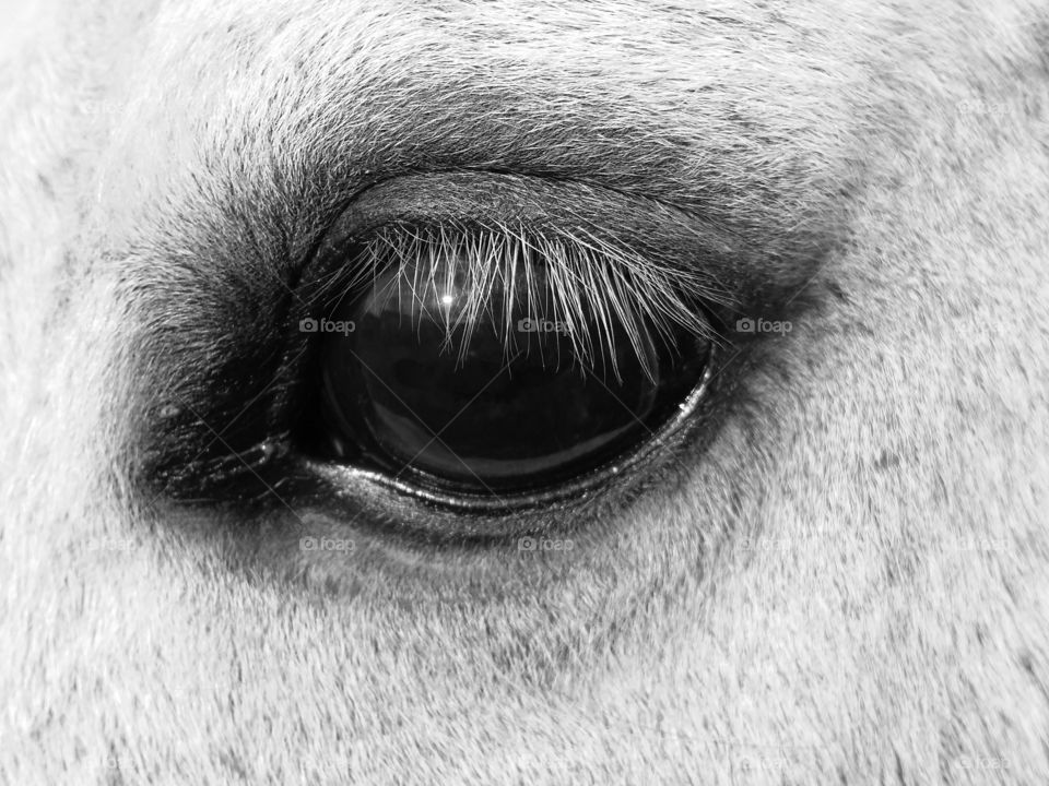 Eye of a horse in black and white closeup