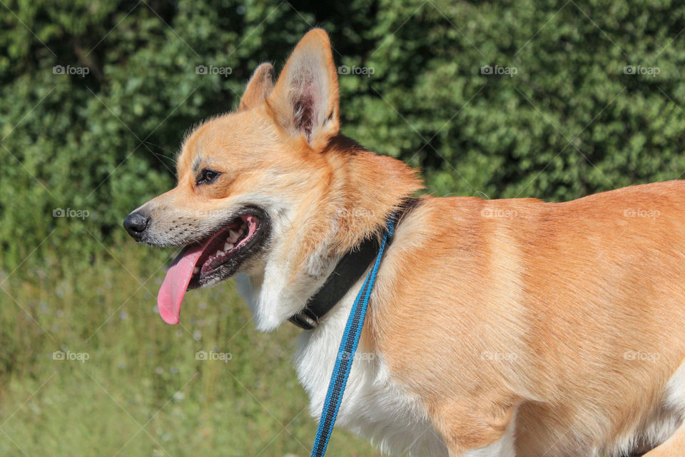 breed corgi dog walks on nature