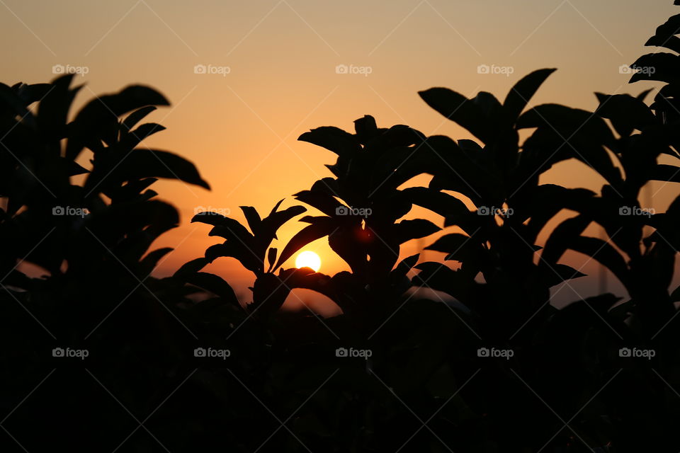 Sunset and silhouettes of leaves 