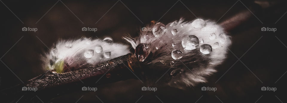 A close up look at, dew drops on a pussy willows.