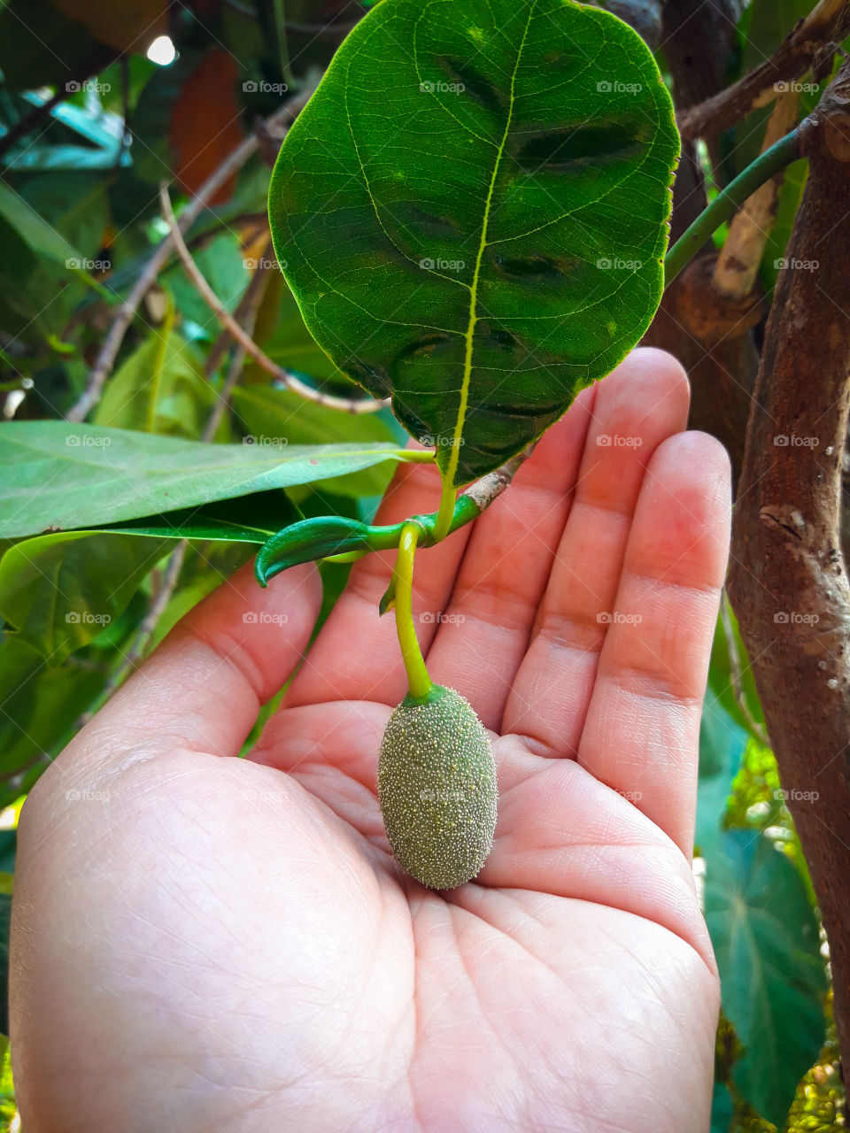 Holding little jackfruit in my hand.