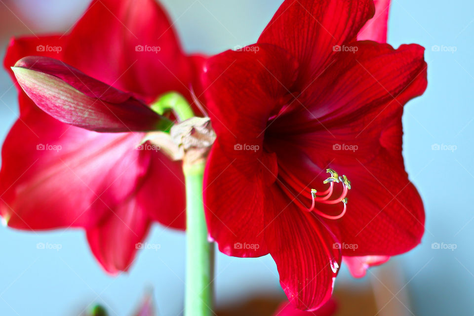 Close-up of two red amaryllis