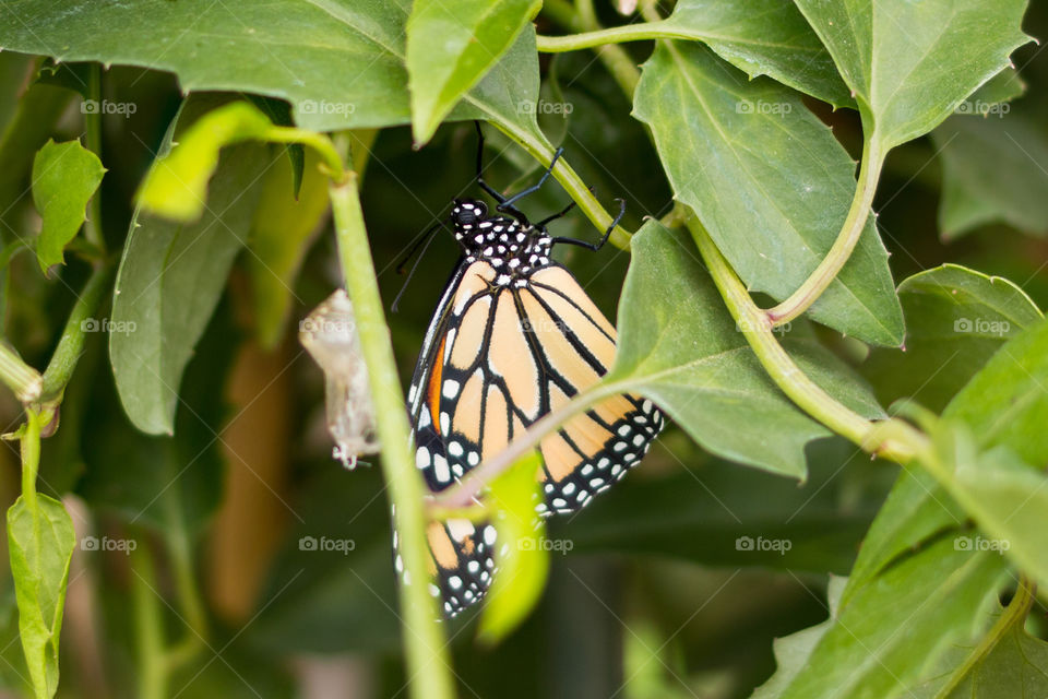 Butterfly out of the cocoon 