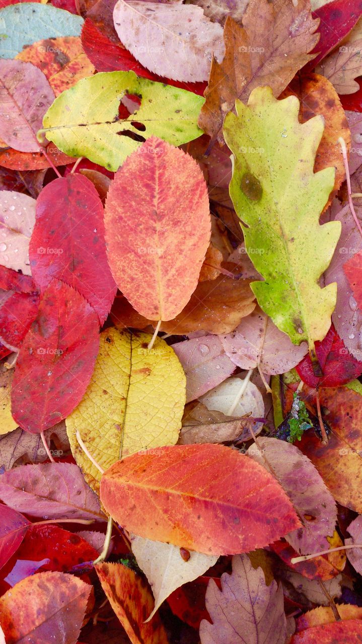 Warm colors. Warm colorful leaves