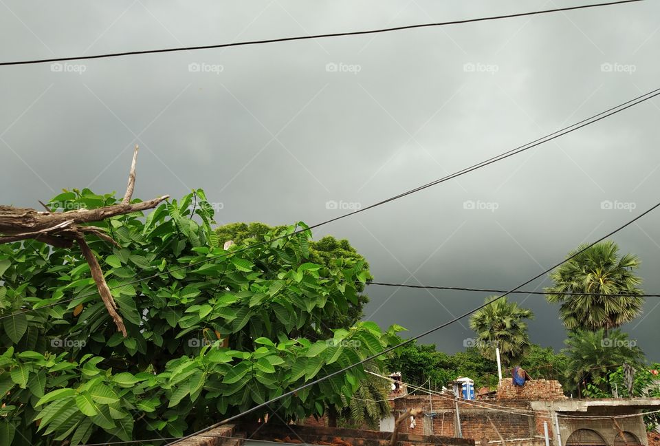 cloud and green tree