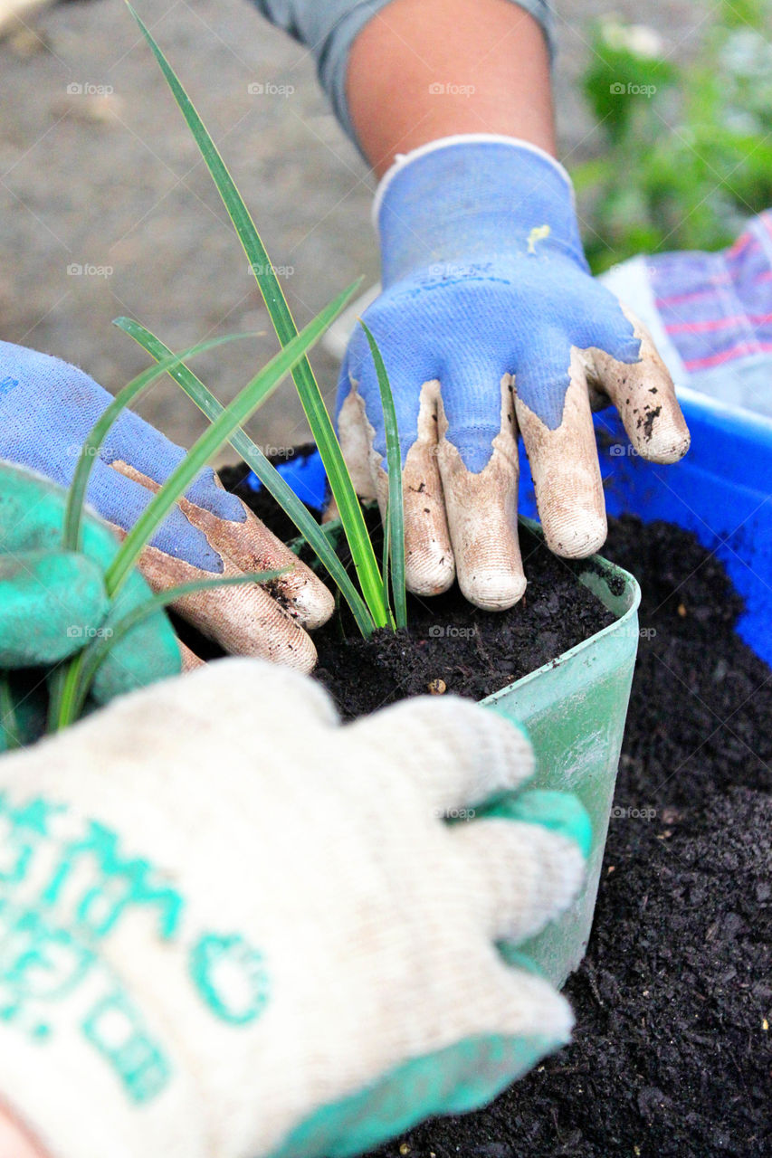 Close-up of two people planting plant