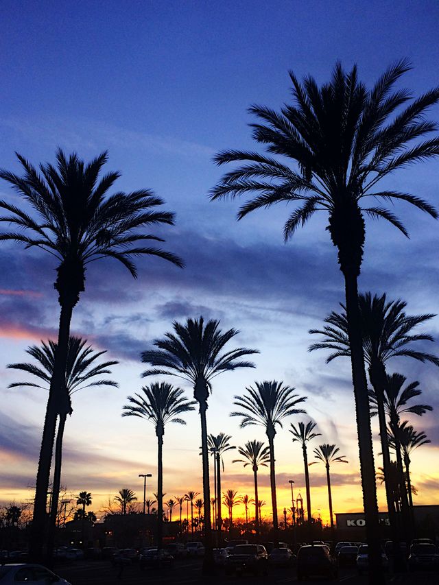 Silhouette of trees