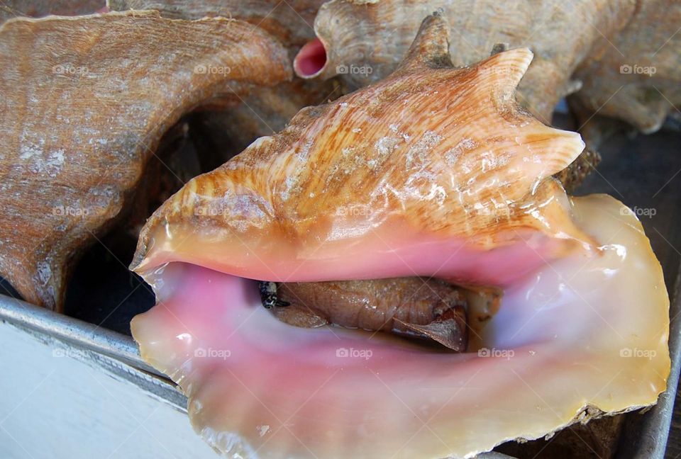 Live Conch in Shell