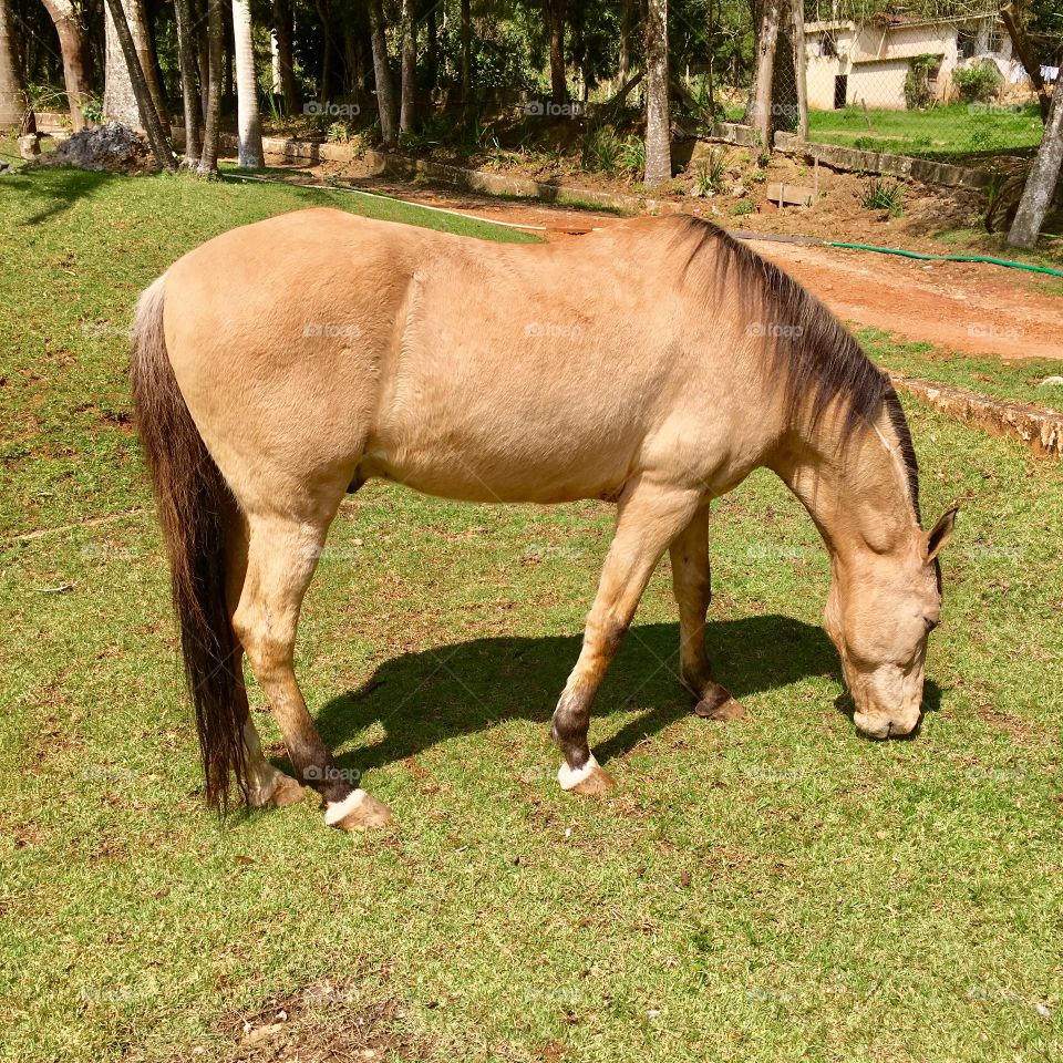 Olha só o cavalo do meu cunhado: tudo numa boa, curtindo o pasto e descansando no domingo. 