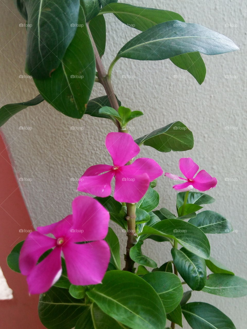 periwinkle desending