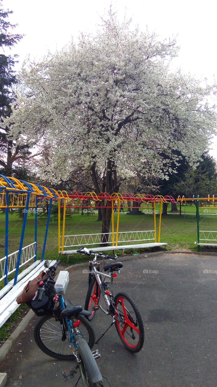 Springtime in the park, blooming trees, metal colorful benches and parked bikes