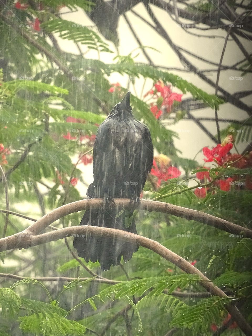 Unscared Crow Braving the Rain