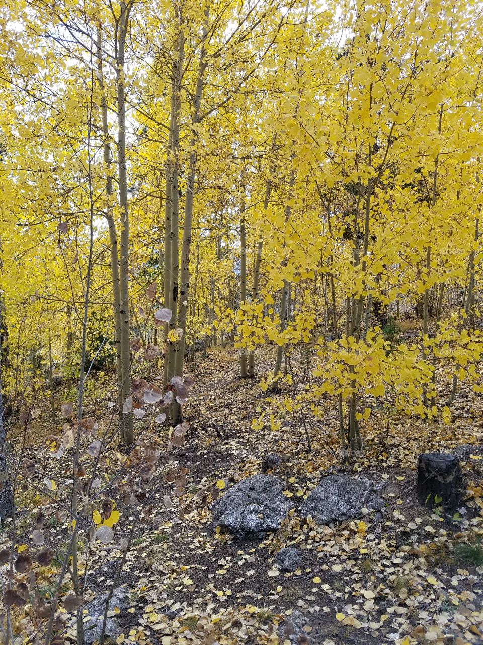 Fall, Leaf, Landscape, Nature, Wood