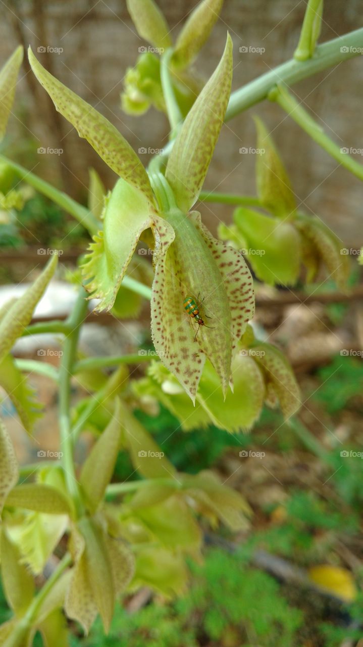 Insect on orchid flower