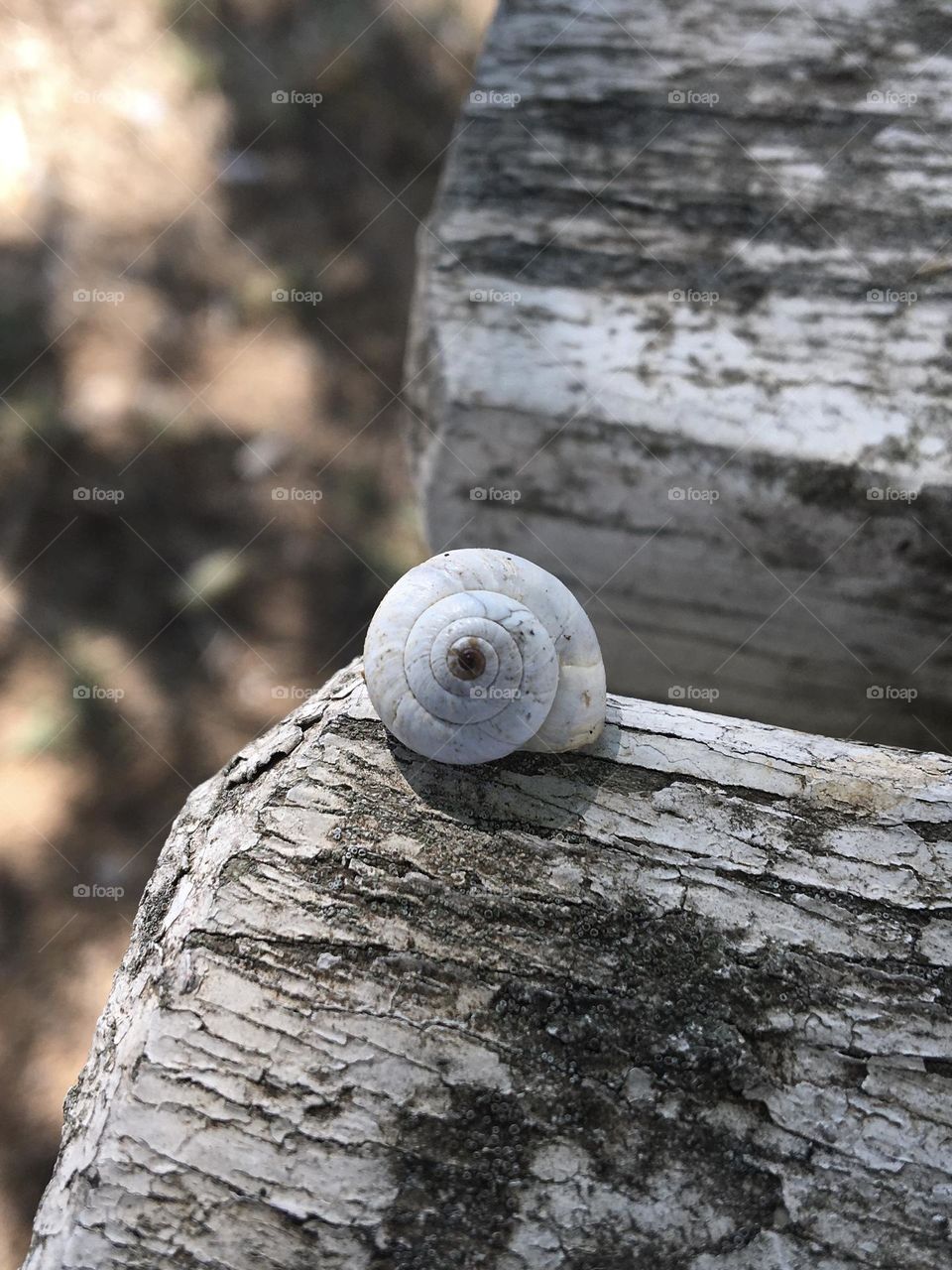 Tiny snail on wood table