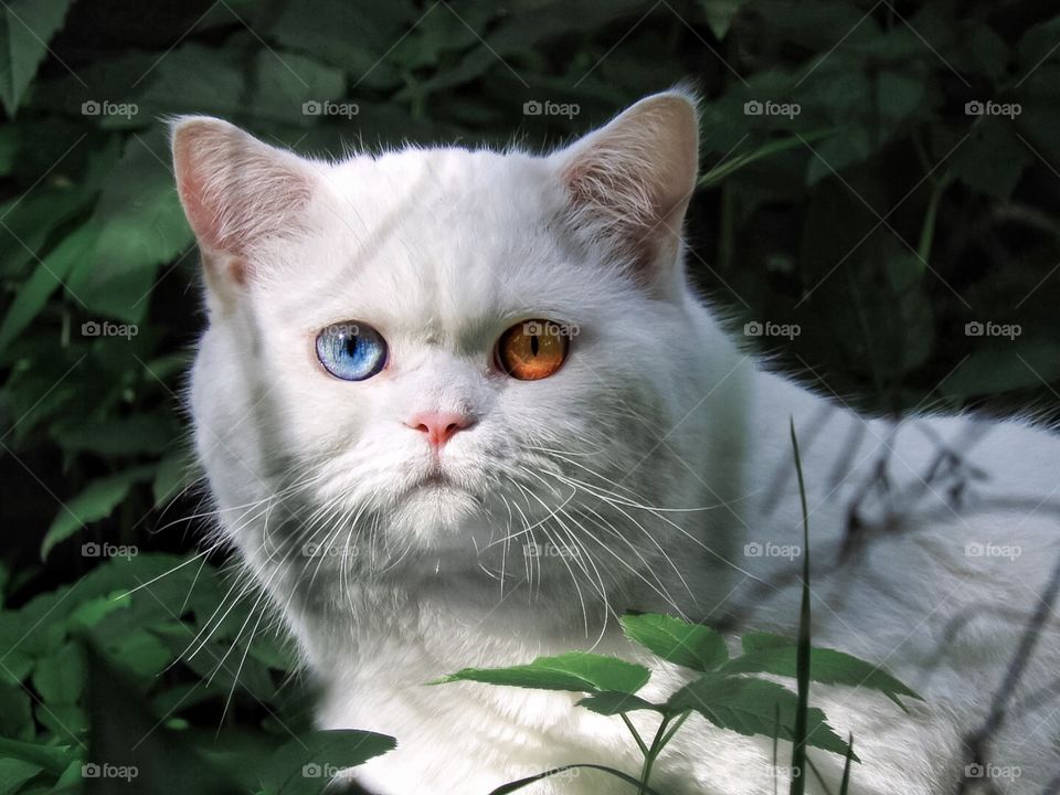 White cat with blue and yellow eyes 