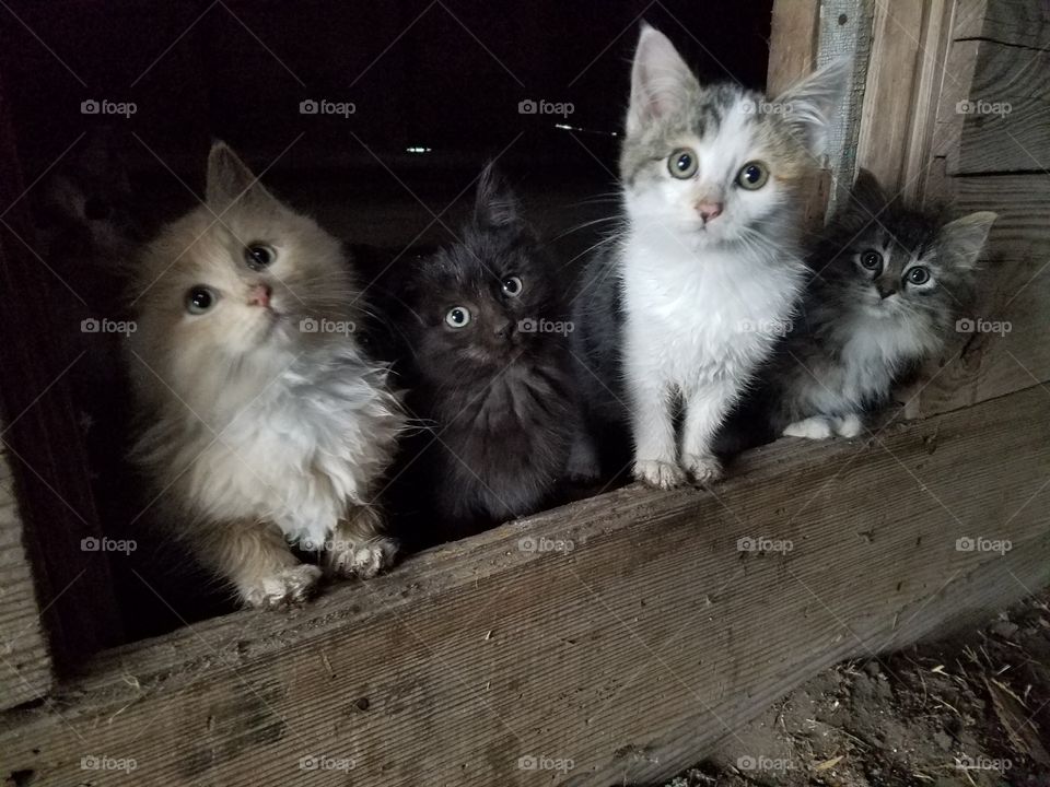 four kittens in barn