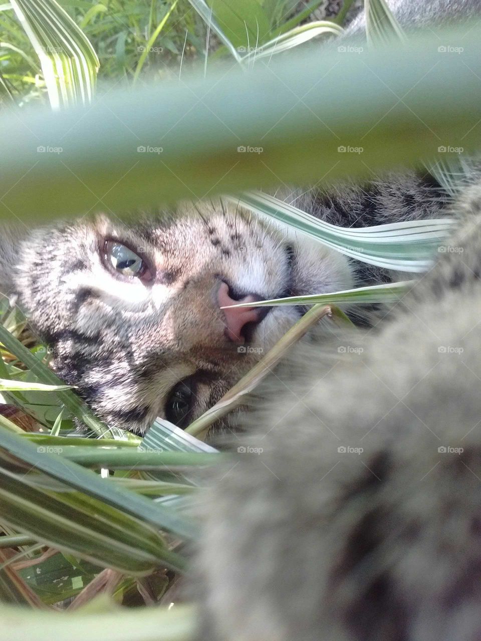 my children's kitty playing in the grasses in my garden