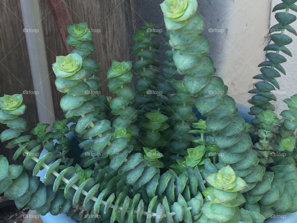 Favorite succulent . Plant