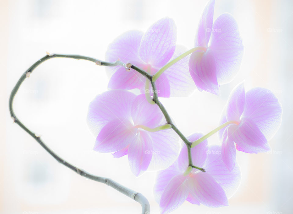 Orchid light 