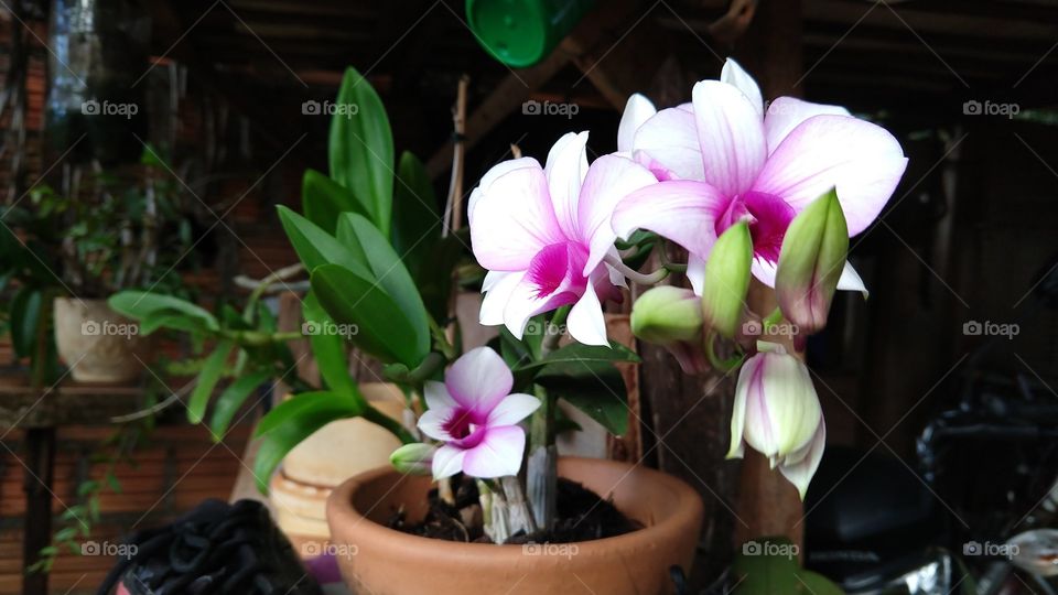 Plantinha no vaso com muitas flores me parece ser um orquídea.
