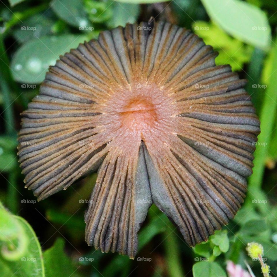 Wild mushroom 