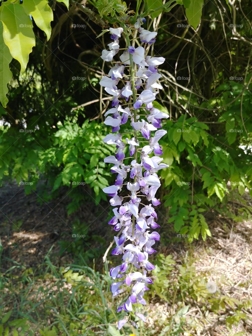 Hyacinth Blossoms