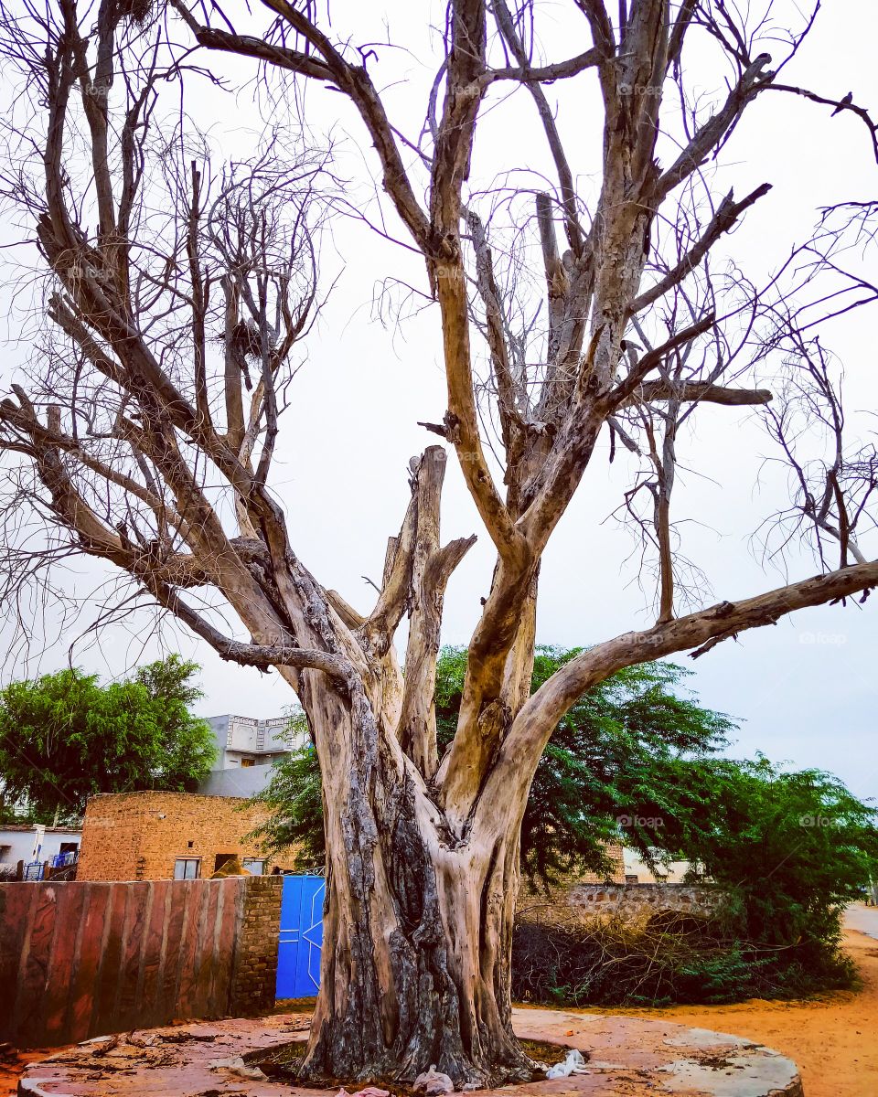 It is a precious view of nature,This tree was ever green full and it is drizzling today,This is the law of nature that wherever it comes it will return 1 day....