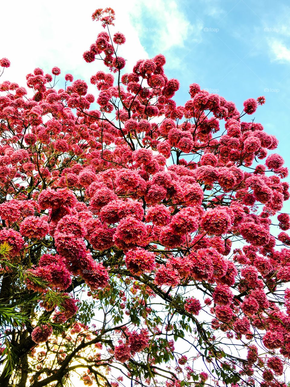 Pink flowering tree