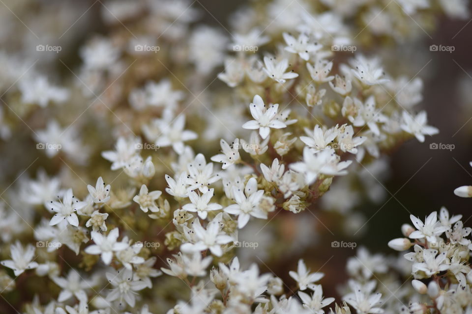 Multitude of tiny white blossoms in macro.