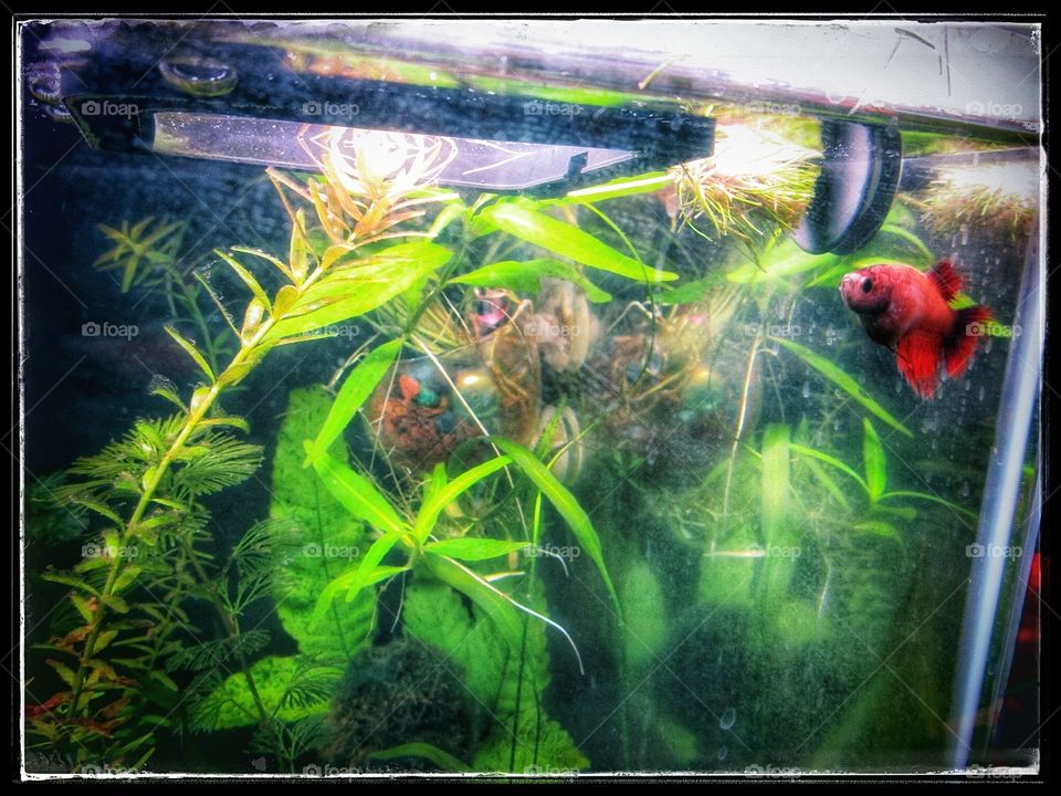 Betta in planted aquarium