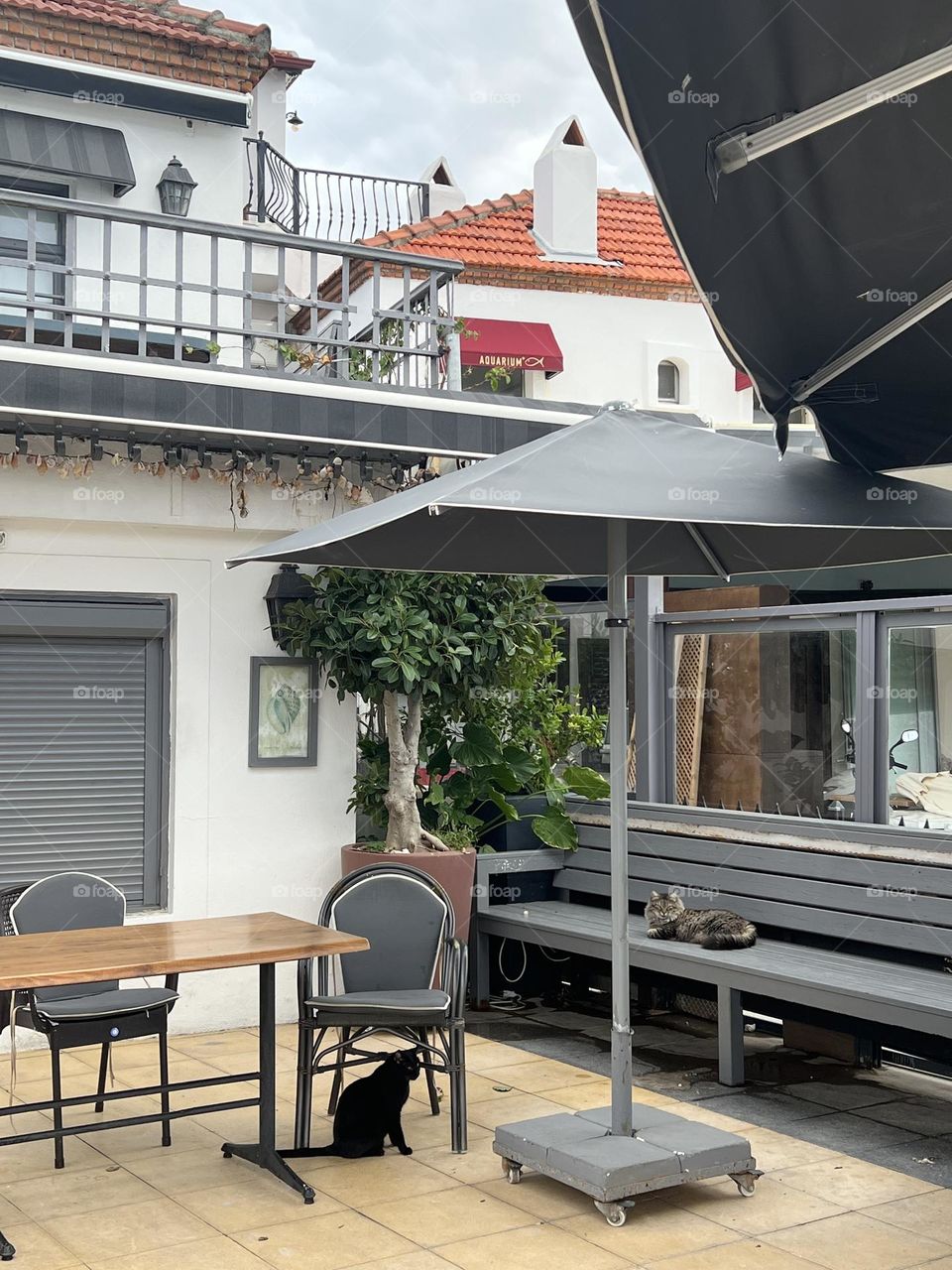 Cats chilling in the cafe of an old European town on a cloudy day