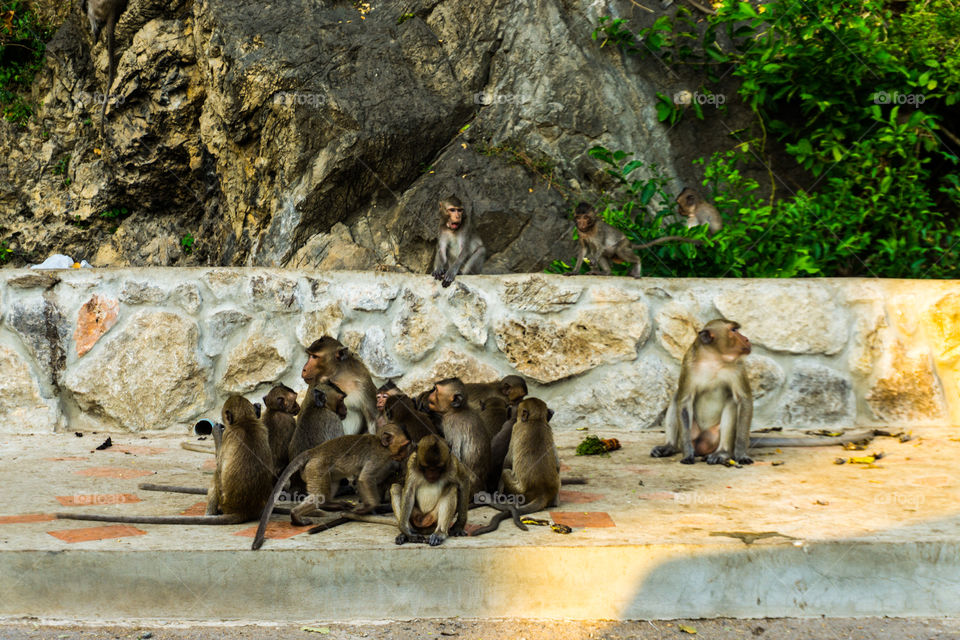 monkeys family in Thiland