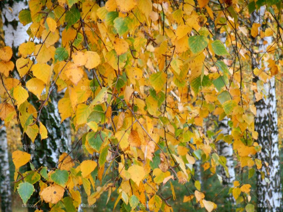 yellow leaves