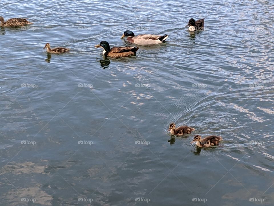 Baby Ducklings with their Mama Duck in Oquirrh Lake, Daybreak- South Jordan,Utah